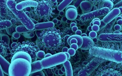 Controlling gut microbiota might help reduce elevated blood pressure.